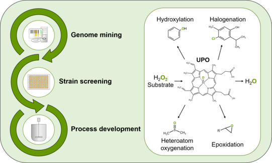 Schema zum Genome-Mining und Stamm-Screening