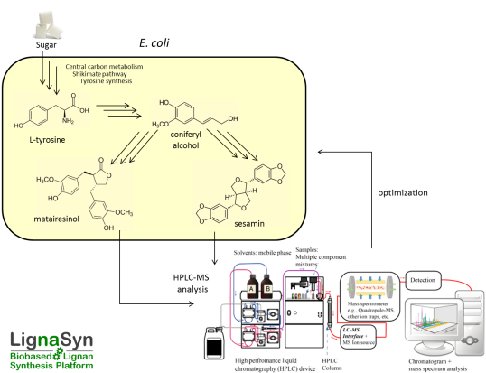 Infographic on the project for research on lignan synthesis